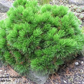 Pinus heldreichii 'Schmidtii'