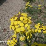 Erysimum x allionii - Sudeten-Gänsekresse