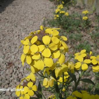 Erysimum x allionii