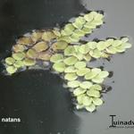 Salvinia natans - SALVINIE NAGEANTE