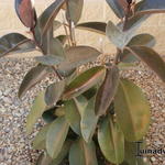 Ficus elastica - 