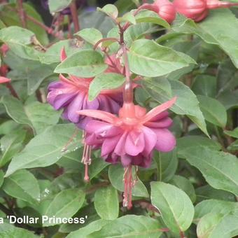 Fuchsia 'Dollar Princess'