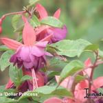 Fuchsia 'Dollar Princess' - 