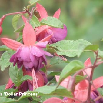 Fuchsia 'Dollar Princess'