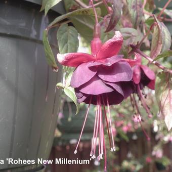 Fuchsia 'Rohees New Millenium'