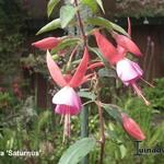 Fuchsia 'Saturnus' - 