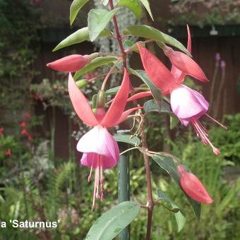 Fuchsia 'Saturnus'