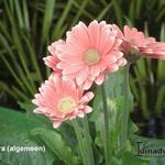 Gerbera - 