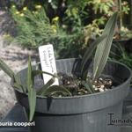 Ledebouria cooperi - 