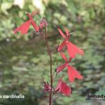 LOBÉLIE DU CARDINAL, LOBÉLIE CARDINALE, - Lobelia cardinalis