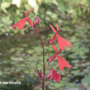 Lobelia cardinalis