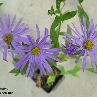 Aster thomsonii