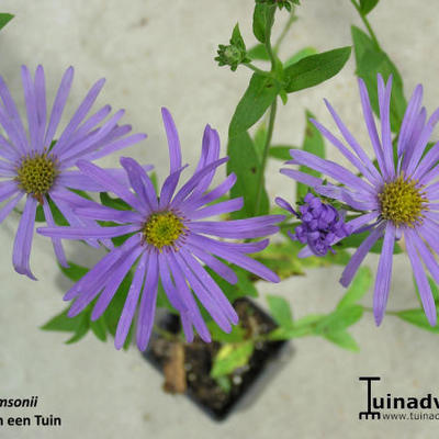 Aster thomsonii