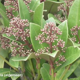 Skimmia