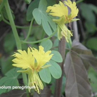 Tropaeolum peregrinum