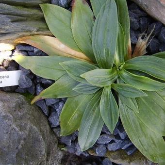 Gentiana striata