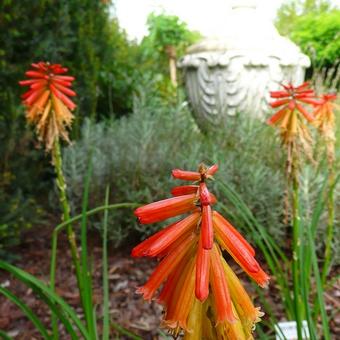 Kniphofia 'Papaya POPSICLE '