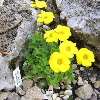 Oxalis perdicaria