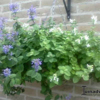 MENTHE DES CHATS - Nepeta racemosa 'Snowflake'