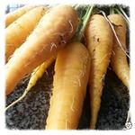 Daucus carota 'Lobbericher Gele' - 