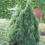 Picea glauca 'Cupido' - 