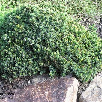 Pinus mugo 'Kissen'