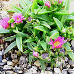 Delosperma sutherlandii 'Peach Star' - 