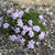 Phlox douglasii 'Lilac Cloud'