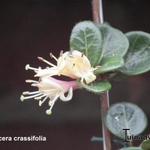 Lonicera crassifolia - 