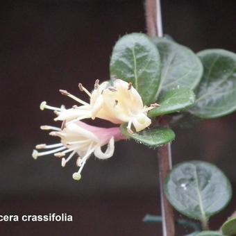 Lonicera crassifolia