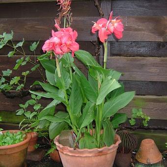 Canna indica