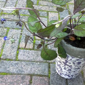 Salvia nana 'Curling Waves'