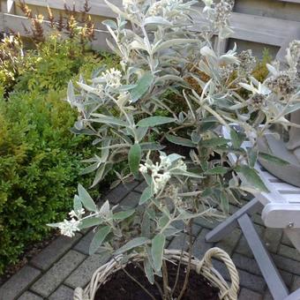 Buddleja 'Silver Anniversary'