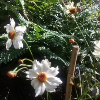 Coreopsis COLOROPSIS 'Limbo'