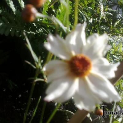 Coreopsis COLOROPSIS 'Limbo' - 