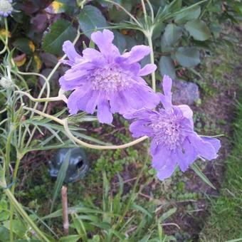 Scabiosa caucasica 'Perfecta'