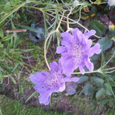 Scabiosa caucasica 'Perfecta' - Scabiosa caucasica 'Perfecta'