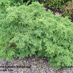 Cryptomeria japonica 'Bandai-sugi' - 