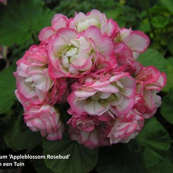 Pelargonium x hortorum 'Appleblossom Rosebud'