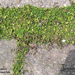 Leptinella minor  - 