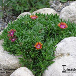 Delosperma 'Fire Spinner' - 