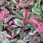 Photinia x fraseri 'Pink Marble' - Photinia x fraseri 'Pink Marble'