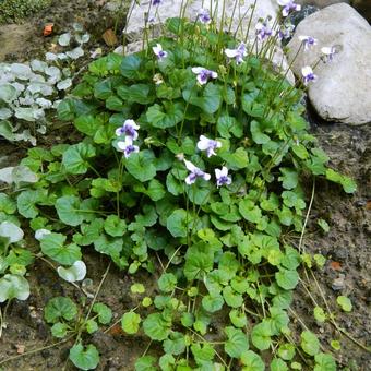 Viola hederacea