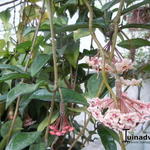 Hoya carnosa - 