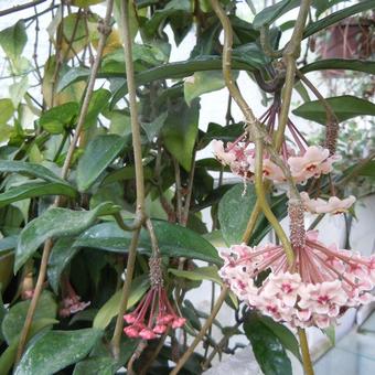 Hoya carnosa