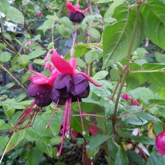 Fuchsia 'Rohees New Millenium'