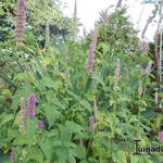 Agastache - 