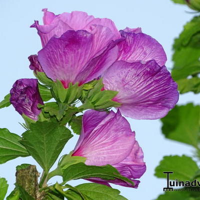 Hibiscus syriacus - 