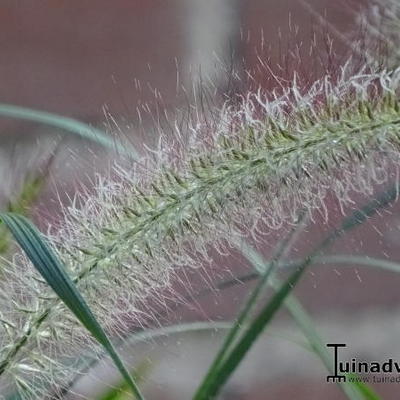 Pennisetum alopecuroides - Cenchrus alopecuroides - Pennisetum alopecuroides