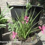 Rhodohypoxis 'Donald Mann' - 